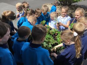 P3 Eco Schools Planter